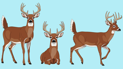 Set of white-tailed deer (buck) illustrations in different poses: standing, sitting, and walking.