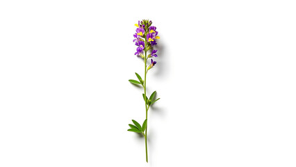Fototapeta premium Wild flower stem isolated on white background