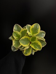 real plant against black background isolated