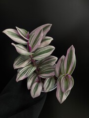 real plant against black background isolated