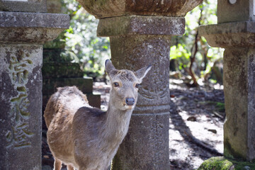 奈良、春日大社参道の石灯籠の間から顔を出す雌鹿