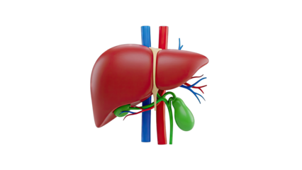 3D Anatomical Illustration of the Human Liver and Gallbladder