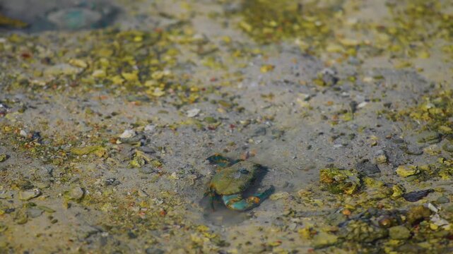 Footage of a small mud crab, possibly Scylla serrata, moving in very shallow, clear water over a sandy and rocky seabed with green and yellow patches of algae or moss.
