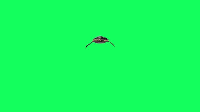 3D Reptile turtle undersea swimming approaching from afar animation with front view on green screen, 4k tortoise, Cooters aquatic animal moving towards dive on chroma key
