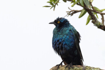 African Blue Starling fluffing and preening his iridescent blue feathers in Lake Nakuru National Park in Kenya Africa KEN