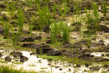 Waterlogged and disturbed soil in a rice field, near Malang, Java, Indonesia