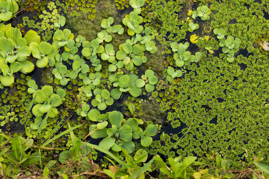 A background of green leaves and tiny plants growing in the water that floods the edges of the rice fields, in Java, Indonesia