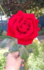 red rose in hand