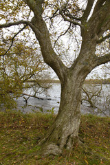 Fototapeta premium Tree by Water in Autumn – Viborg - Denmark