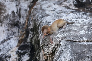 崖の上から下を覗くアカゲザルの子供