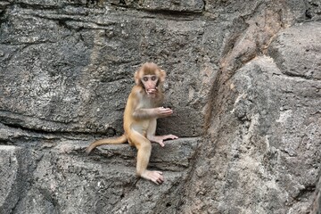 口に手を当てて驚くアカゲザルの子供