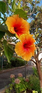 orange flower in the garden