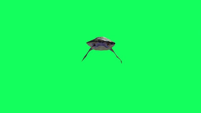 3D Reptile turtle undersea swimming moving away from the near animation with back view on green screen, 4k tortoise, Cooters aquatic animal moving towards dive on chroma key