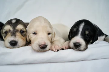 Three saluki puppies resting side-by-side on a white blanket © yasidakbar