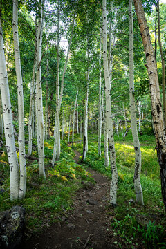 Path through the aspens 