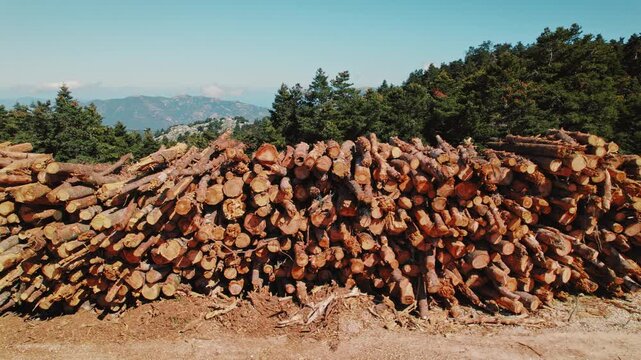 Large pile of freshly cut logs stacked in a forest clearing on a sunny day