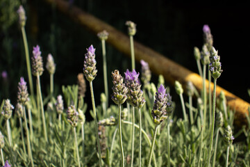 Close-up of vibrant purple lavender flowers blooming in a sunny garden. The delicate blossoms stand...