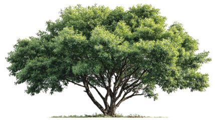 A lush green tree with a broad canopy, isolated on a white background.