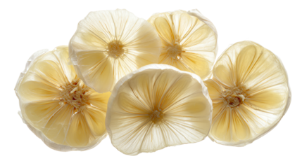 Five delicate white flowers with intricate textures, isolated on a white background.