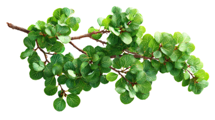 Fresh green leaf branch, isolated on white background, perfect for nature-themed designs.