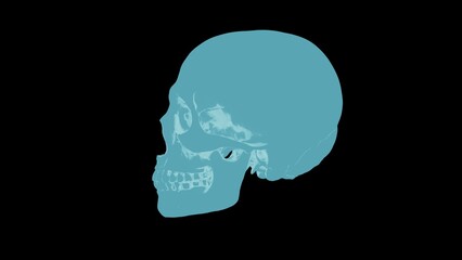 Blue x-ray style human skull isolated on black background, high resolution medical hologram or ice skeleton 3D illustration.
