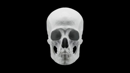 Realistic human skull isolated on black background, high resolution natural white bone skeleton 3D illustration.