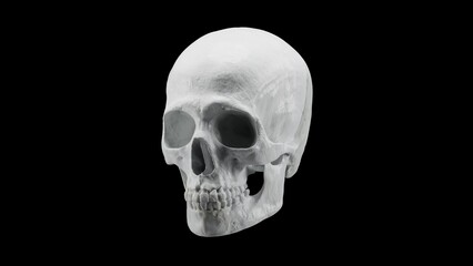 Realistic human skull isolated on black background, high resolution natural white bone skeleton 3D illustration.