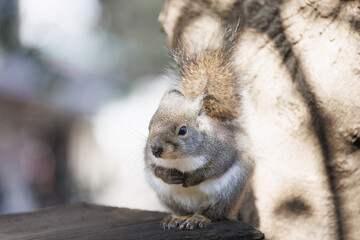 森の樹上でたたずむリス