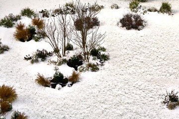 Winter garden landscape with bare plants and ornamental grasses