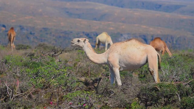 Footage capturing wild dromedary camels (Camelus dromedarius) as they graze on sparse green vegetation in the rugged, mountainous terrain surrounding the picturesque Wadi Bani Khalid region in Oman.