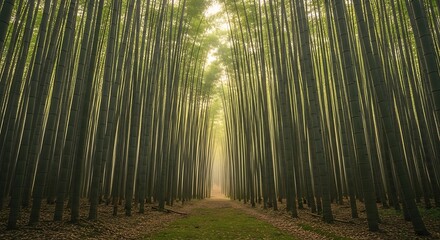 Sunlight filtering through a dense bamboo forest creating a peaceful and tranquil pathway