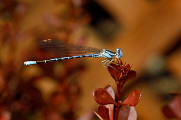 Blue Damselfly