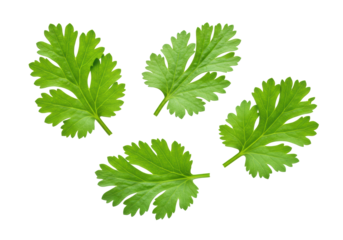Four vibrant green cilantro leaves with serrated edges, floating on a transparent background under soft studio light. Concept of fresh ingredients