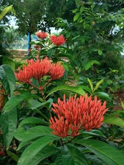 Asoka flower in the garden