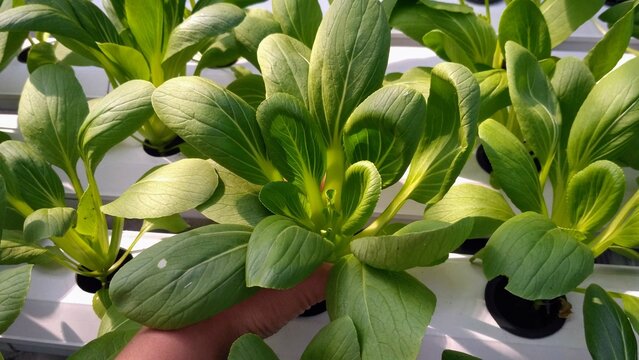 Hand Holding Freshly Grown Pak Choi in Hydroponic System