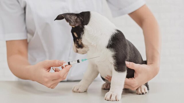 4k video of a vet doctor giving a vaccination shot to a dog.