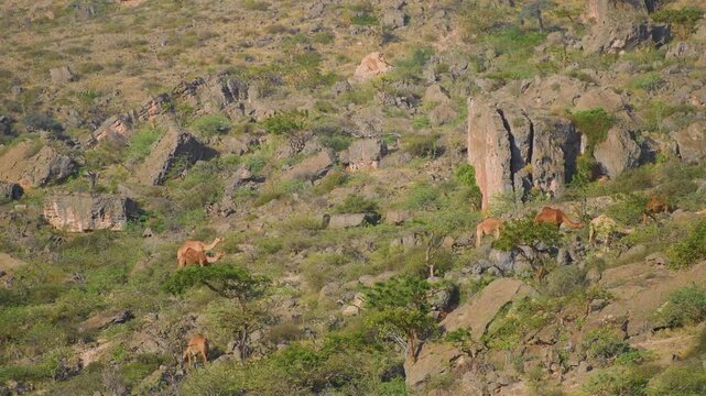 Footage of a dromedary mother camel and her young calf interacting affectionately in a dry, rocky desert environment near Wadi Bani Khalid in Oman.