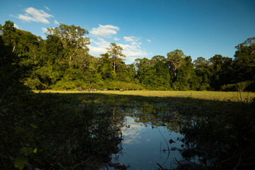 Tropical landscape of a small water lagoon where buffaloes rest, in Cambodia