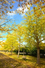 Fototapeta premium 島見緑地公園で見られるイチョウ並木の紅葉風景（新潟県新潟市北区）