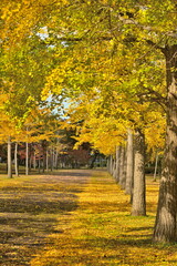 島見緑地公園で見られるイチョウ並木の紅葉風景（新潟県新潟市北区）