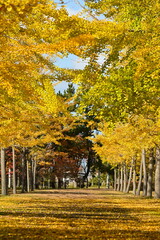 Obraz premium 島見緑地公園で見られるイチョウ並木の紅葉風景（新潟県新潟市北区）