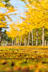 島見緑地公園で見られるイチョウ並木の紅葉風景（新潟県新潟市北区）