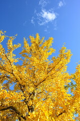 新潟市の山の下海浜公園で見られる秋の紅葉（新潟県新潟市）