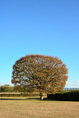 新潟市の阿賀野川公園に広がる紅葉の景色（新潟県新潟市）