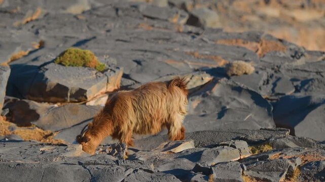 Footage of a wild Arabian Tahr (Arabitragus jayakari), a native and endangered species of mountain goat, foraging for food among the dark, stratified rock formations of the Hajar Mountains in Oman.