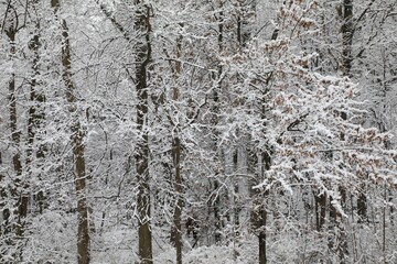 Snowscape in the wilderness