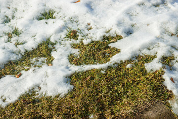 Snow and grass on a sunny winter day