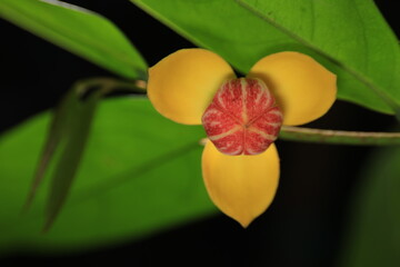 Mitrephora Keithii is a big shrub fragrant flower, 
3 outer yellow petals,recurved towards flower...