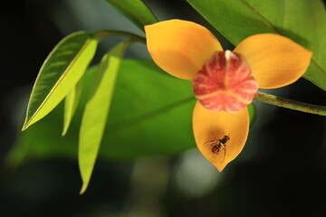 Mitrephora Keithii is a big shrub fragrant flower, 
3 outer yellow petals,recurved towards flower...