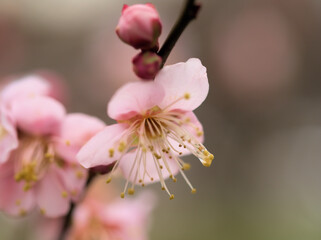 Fototapeta premium 曇天の12月に咲いた梅の花「紅冬至（コウトウジ）」